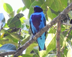 Cotinga amabilis