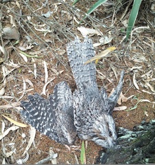 Podargus strigoides strigoides