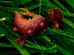 Plocamopherus imperialis