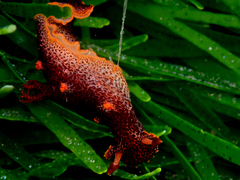 Plocamopherus imperialis