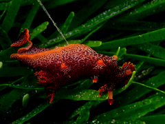 Plocamopherus imperialis