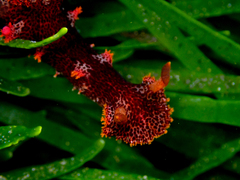 Plocamopherus imperialis