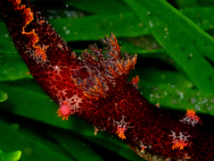 Plocamopherus imperialis