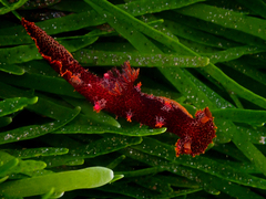 Plocamopherus imperialis