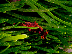 Plocamopherus imperialis