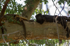 Alouatta caraya