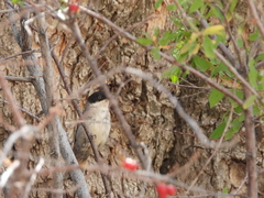 Curruca crassirostris