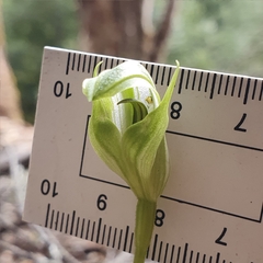 Pterostylis scabrida