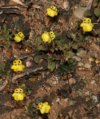Hemimeris centrodes