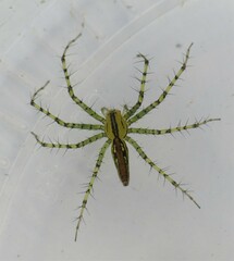 Peucetia rubrolineata