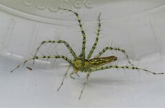 Peucetia rubrolineata