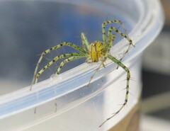 Peucetia rubrolineata