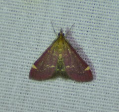 Pyrausta grotei