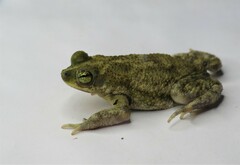 Rhinella granulosa