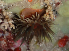 Anemonia mutabilis