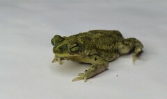 Rhinella granulosa