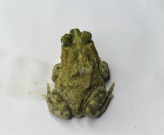 Rhinella granulosa