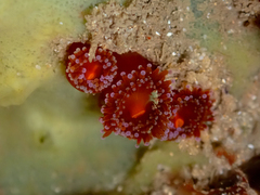 Corynactis australis