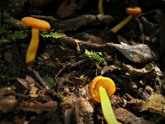 Pseudohygrocybe