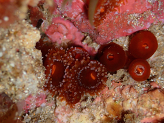 Corynactis australis