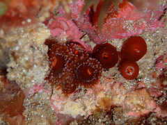 Corynactis australis