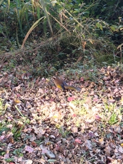 Trochalopteron morrisonianum