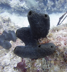 Smenospongia conulosa