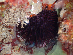 Heliocidaris erythrogramma