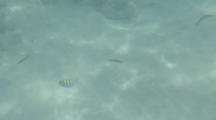 Abudefduf troschelii