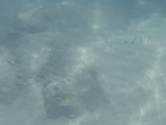 Abudefduf troschelii