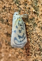Copsyrna maculata