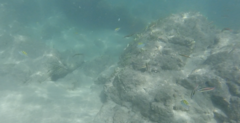 Thalassoma lucasanum