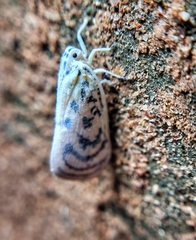 Copsyrna maculata