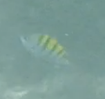 Abudefduf troschelii