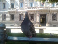 Columba livia domestica