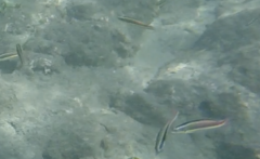 Thalassoma lucasanum