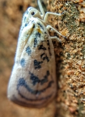 Copsyrna maculata
