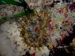 Phlyctenanthus australis