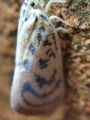 Copsyrna maculata