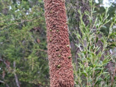 Xanthorrhoea fulva