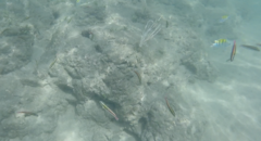 Thalassoma lucasanum