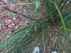 Xanthorrhoea fulva