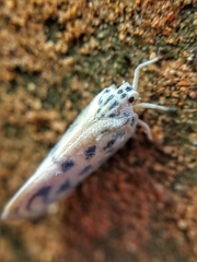 Copsyrna maculata