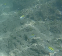 Abudefduf troschelii