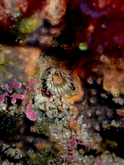 Anthothoe albocincta