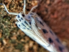 Copsyrna maculata
