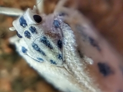 Copsyrna maculata