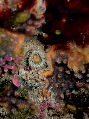 Anthothoe albocincta