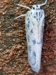 Copsyrna maculata