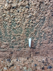 Copsyrna maculata